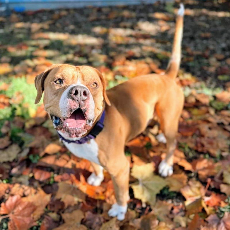 Peanut, an adoptable Bullmastiff in Oakland, CA, 94601 | Photo Image 1