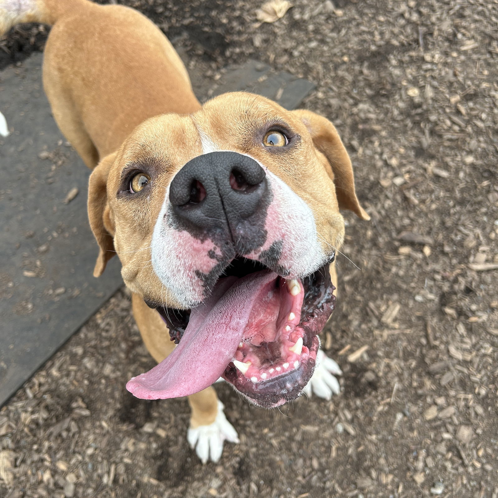 Peanut, an adoptable Bullmastiff in Oakland, CA, 94601 | Photo Image 2