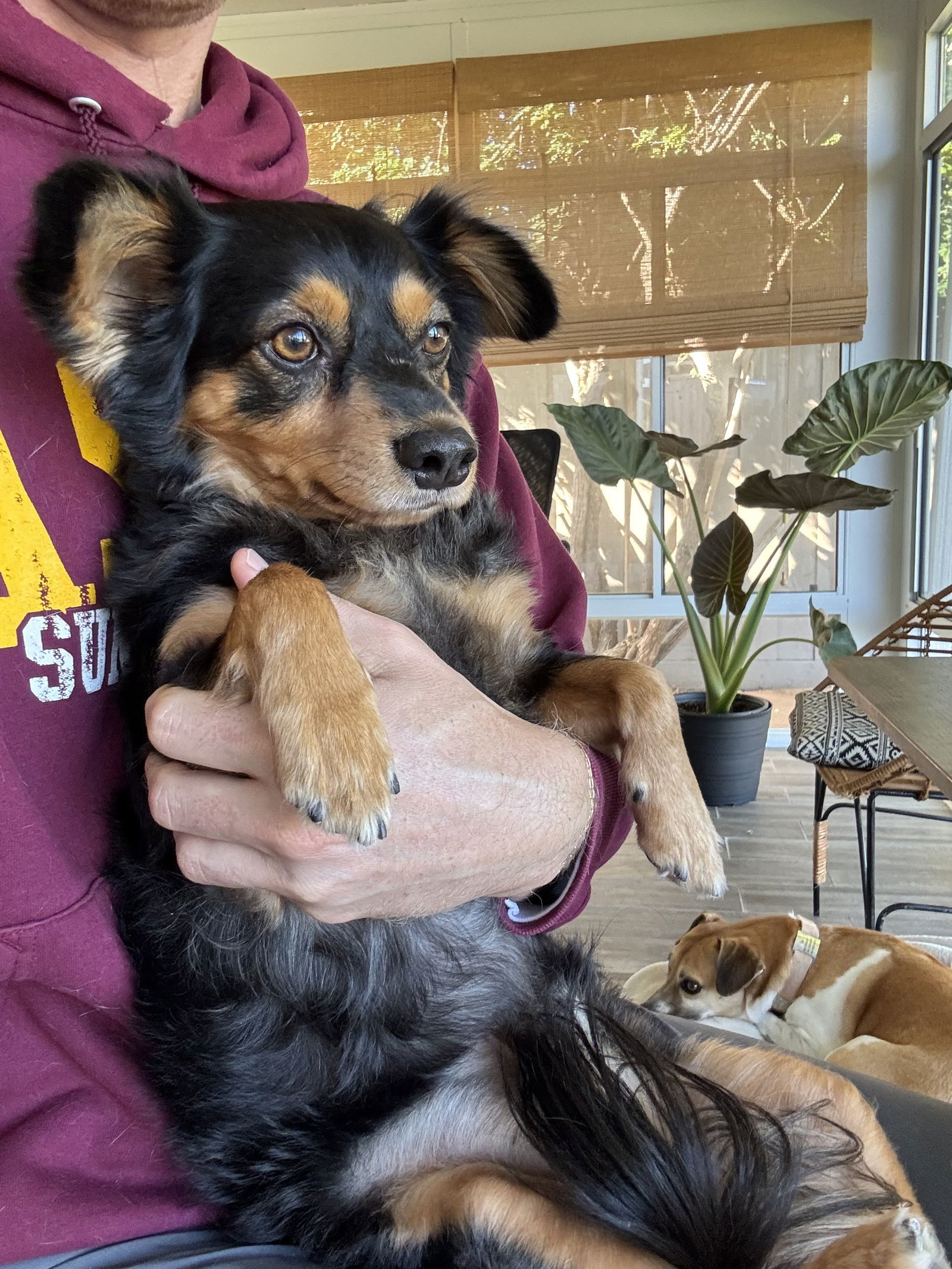 Marcel, an adoptable Papillon, Chihuahua in San Diego, CA, 92115 | Photo Image 1