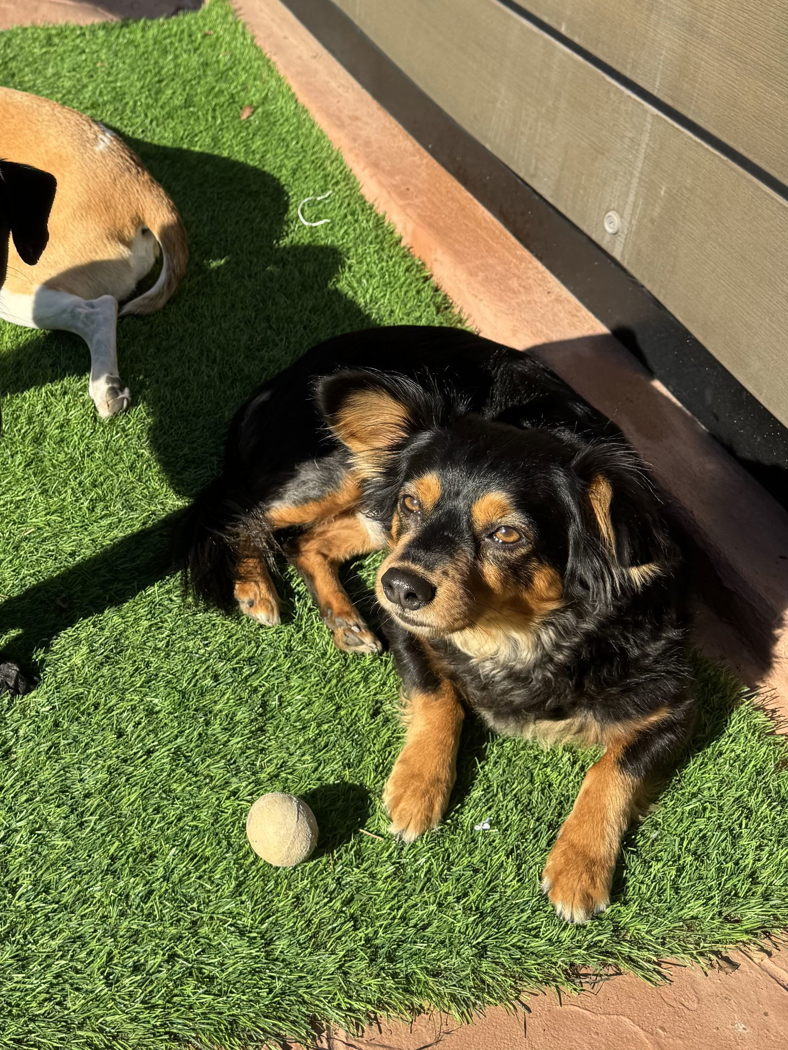 Pilot, an adoptable Papillon, Chihuahua in San Diego, CA, 92115 | Photo Image 1