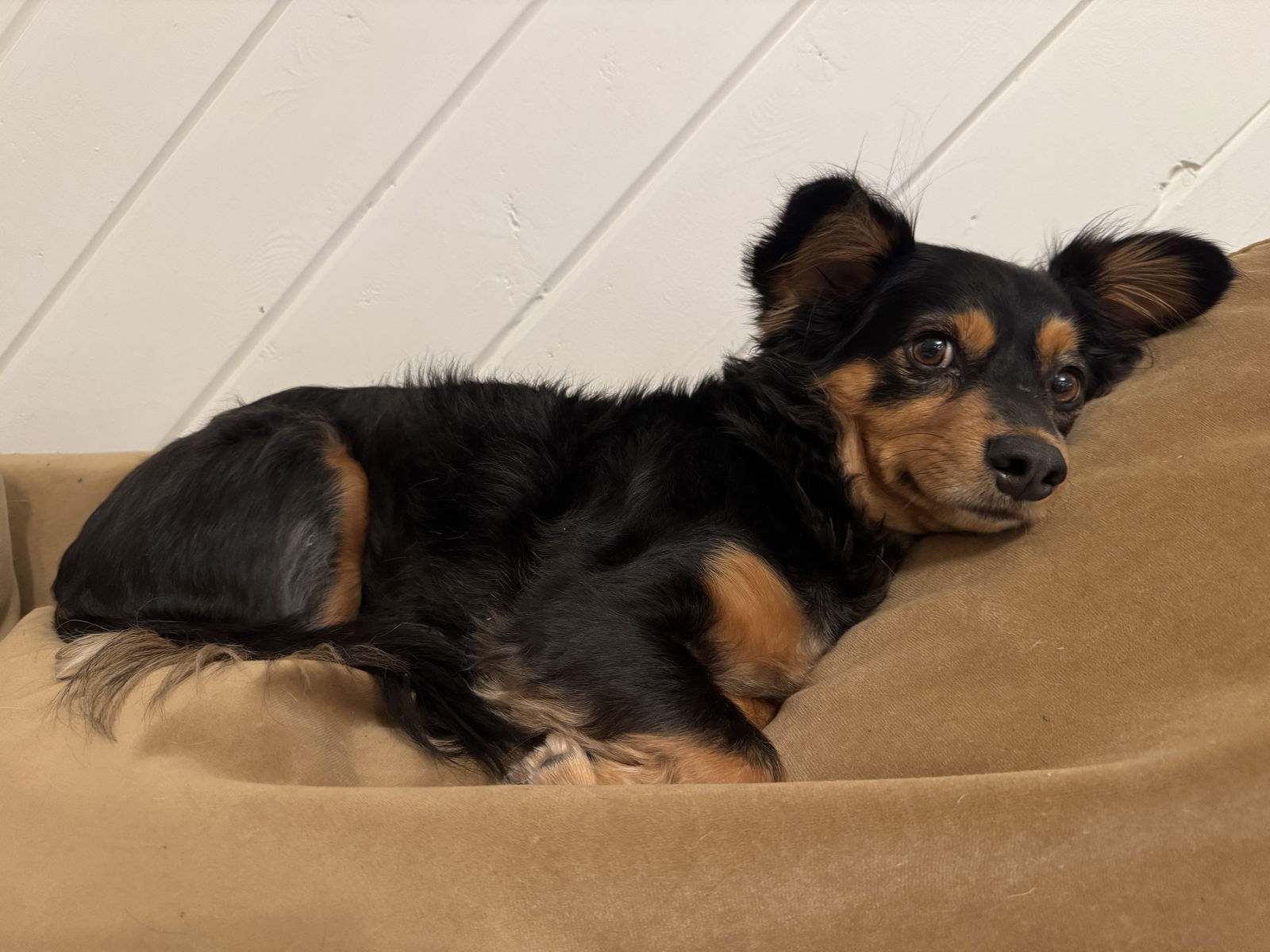 Pilot, an adoptable Papillon, Chihuahua in San Diego, CA, 92115 | Photo Image 2