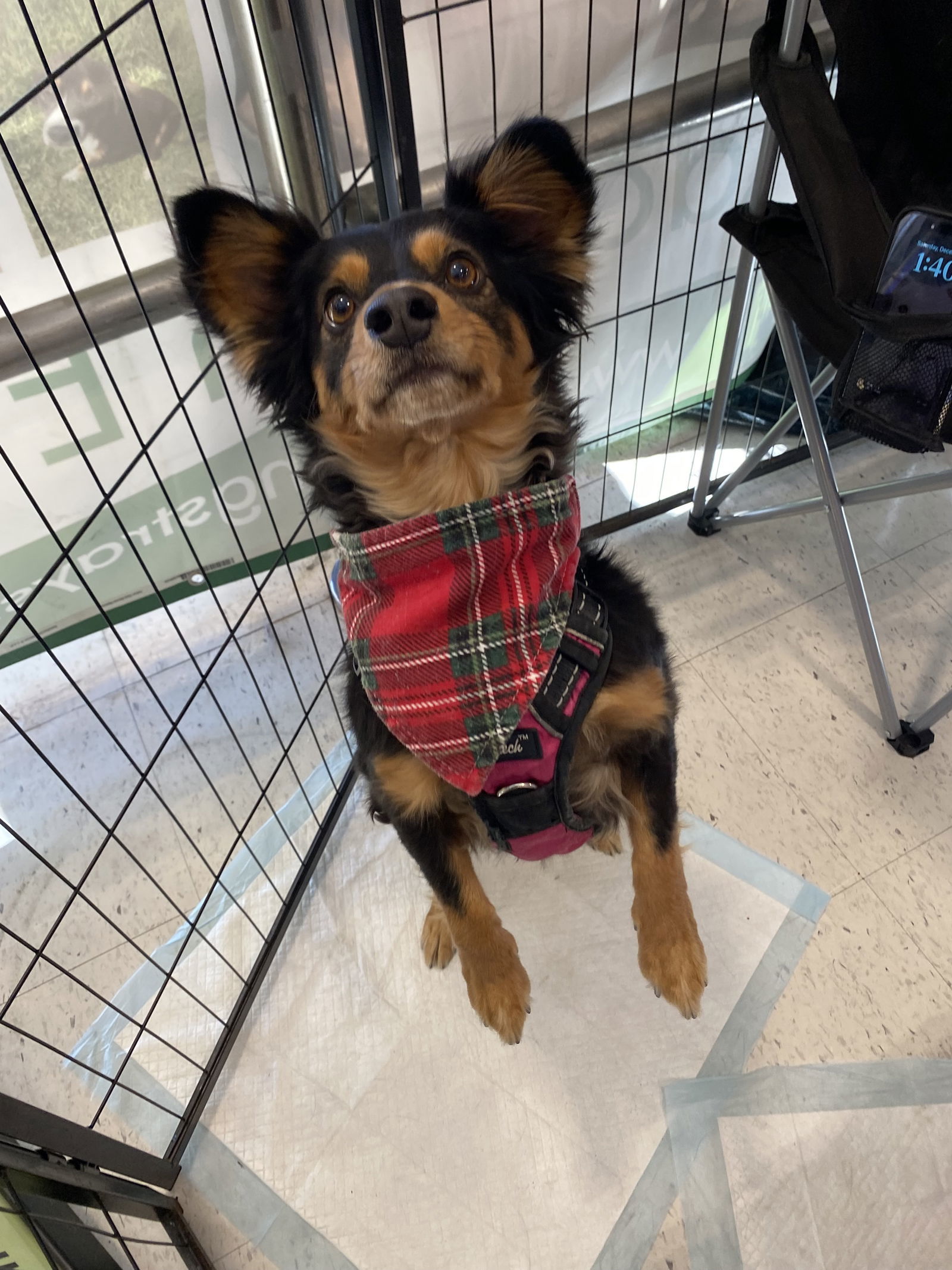 Marcel, an adoptable Papillon, Chihuahua in San Diego, CA, 92115 | Photo Image 3