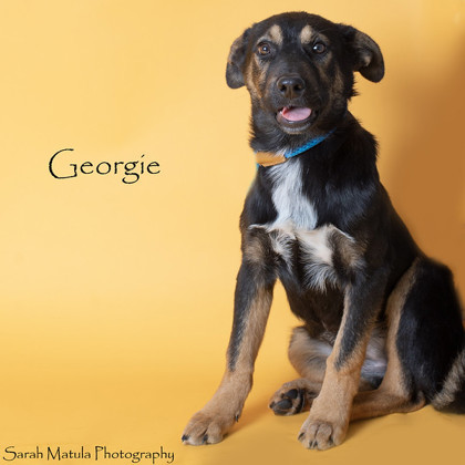 Georgie, an adoptable Australian Cattle Dog / Blue Heeler, Shepherd in Ruidoso, NM, 88345 | Photo Image 1