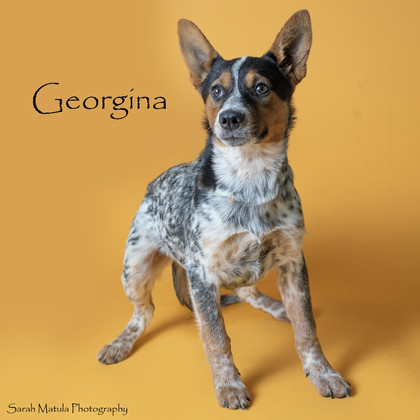 Georgina, an adoptable Australian Cattle Dog / Blue Heeler, Shepherd in Ruidoso, NM, 88345 | Photo Image 1