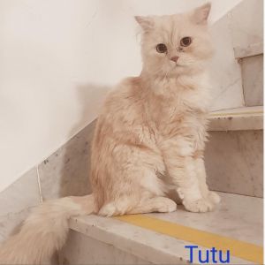 Tutu Kuwait (bonded with Juju Kuwait)