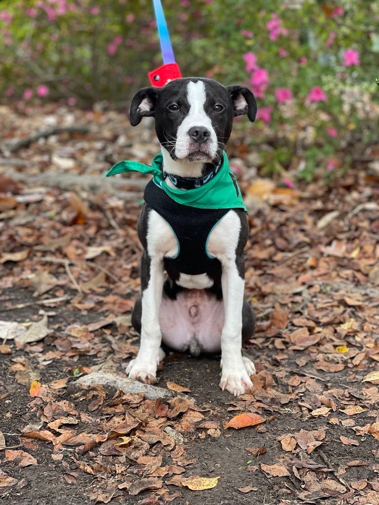 Roscoe