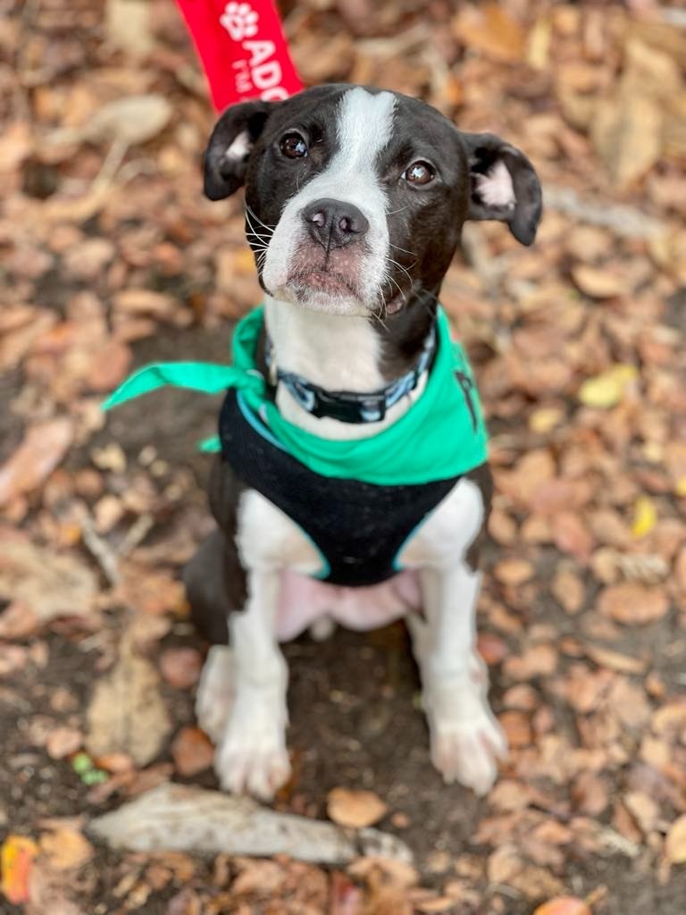 Roscoe