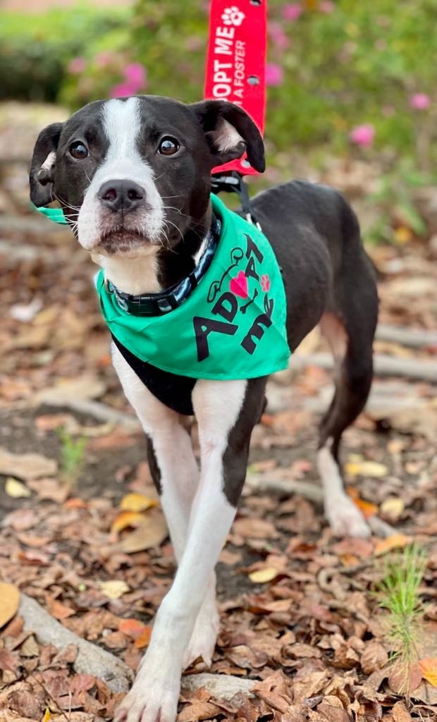 Roscoe