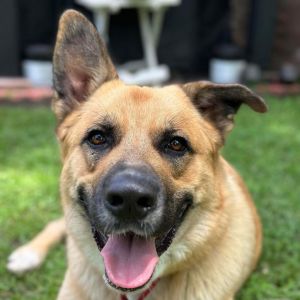 Axel, Adult Male German Shepherd Dog