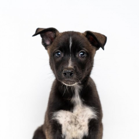 Asha, an adoptable Spitz, Husky in New York, NY, 10013 | Photo Image 1