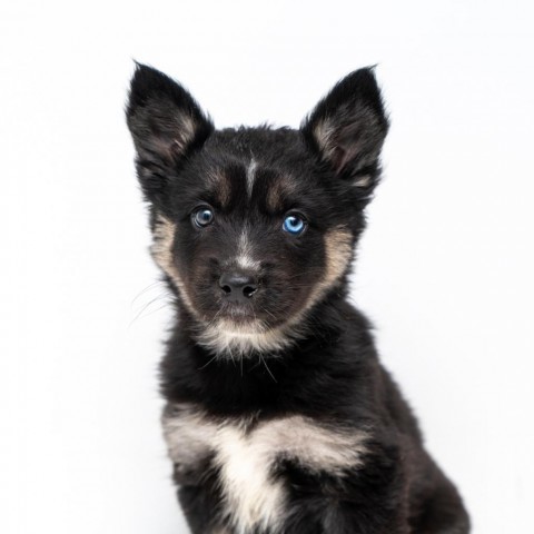 Suara, an adoptable Spitz, Husky in New York, NY, 10013 | Photo Image 1