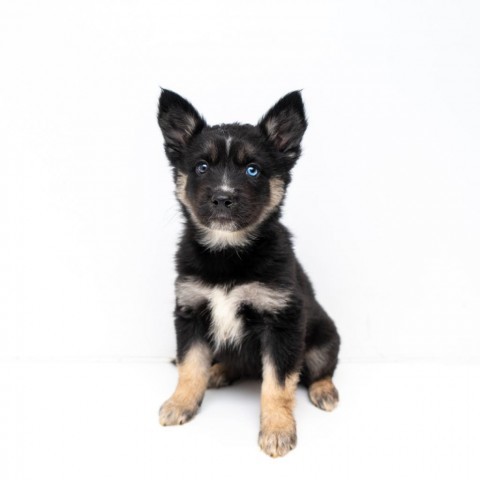 Suara, an adoptable Spitz, Husky in New York, NY, 10013 | Photo Image 2