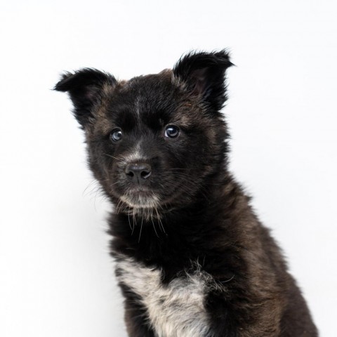 Aspira, an adoptable Spitz, Husky in New York, NY, 10013 | Photo Image 1