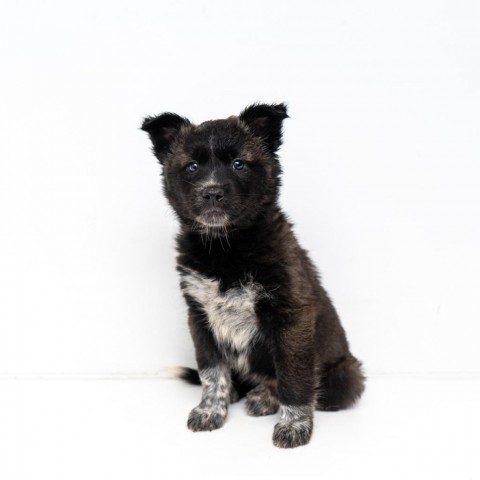 Aspira, an adoptable Spitz, Husky in New York, NY, 10013 | Photo Image 2