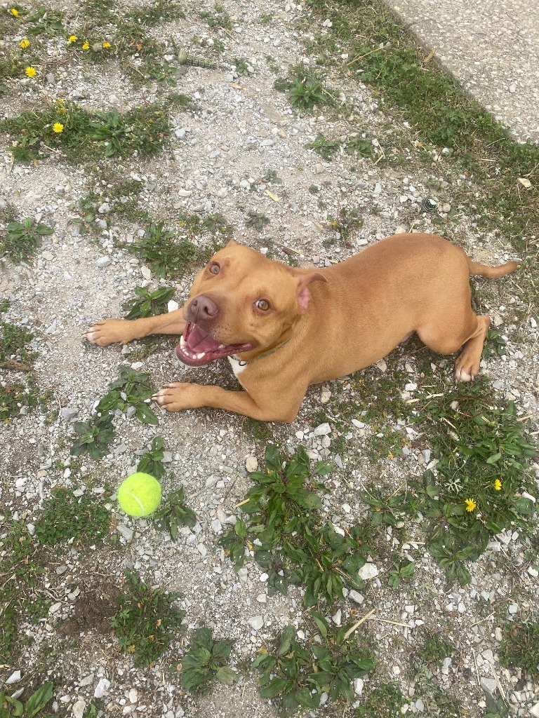 Simba