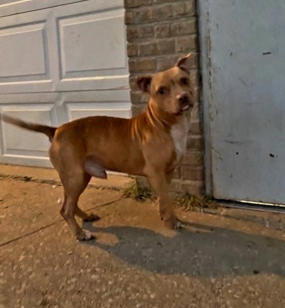Simba