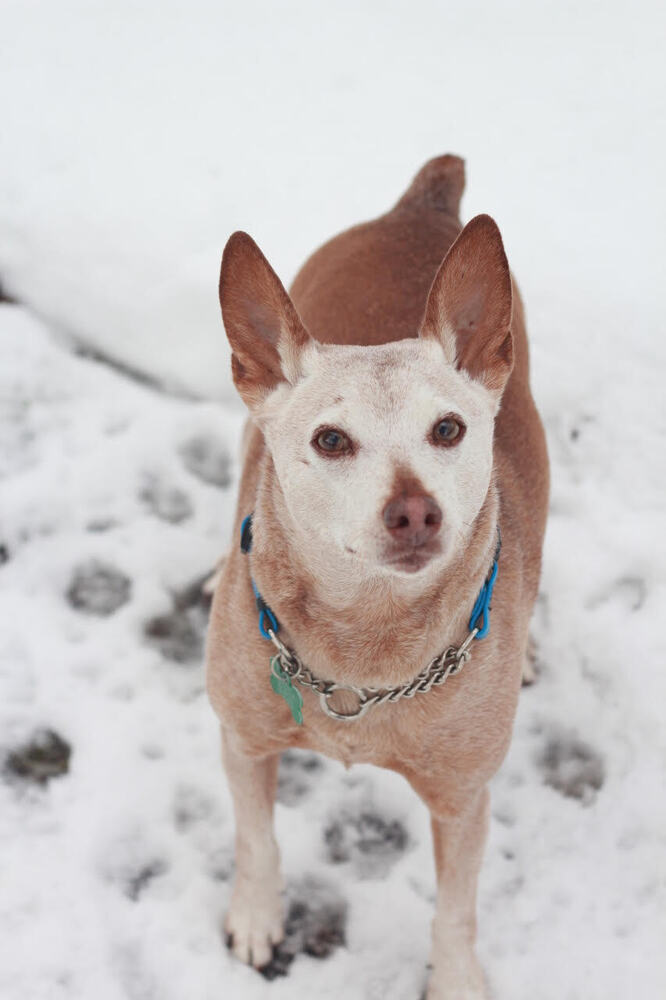 Rocky Road, an adoptable Terrier in Rathdrum, ID, 83858 | Photo Image 1