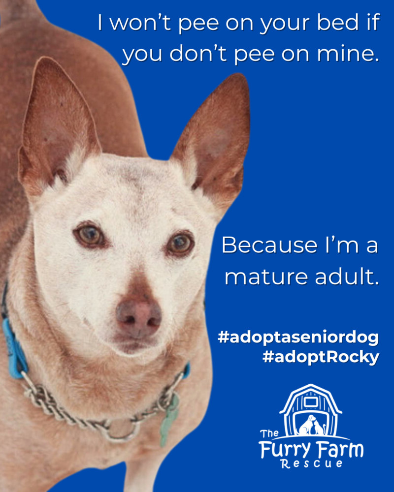 Rocky Road, an adoptable Terrier, Miniature Pinscher in Rathdrum, ID, 83858 | Photo Image 1