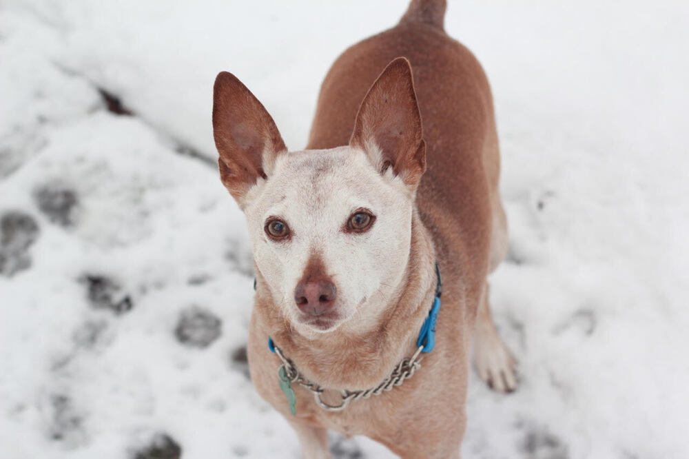 Rocky Road, an adoptable Terrier in Rathdrum, ID, 83858 | Photo Image 2