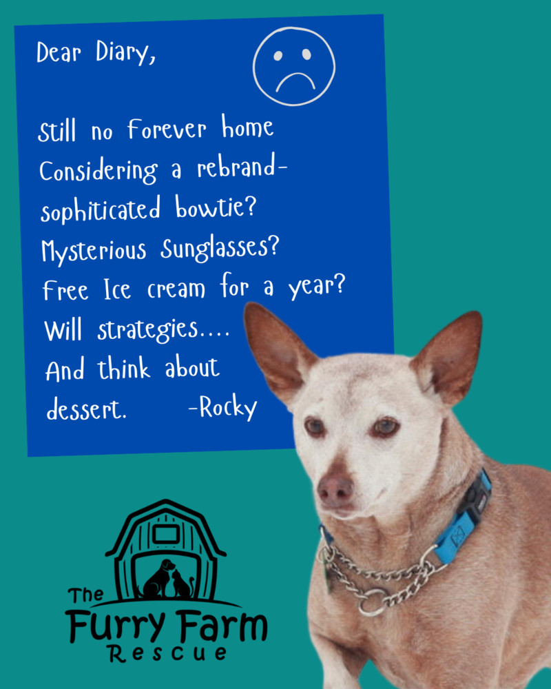 Rocky Road, an adoptable Terrier in Rathdrum, ID, 83858 | Photo Image 2