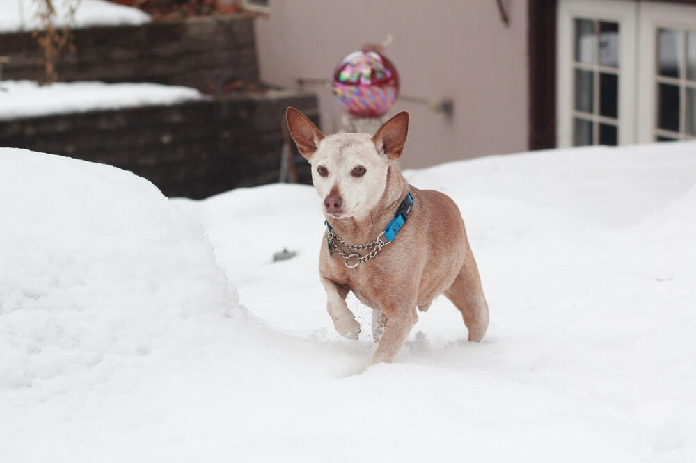 Rocky Road, an adoptable Terrier in Rathdrum, ID, 83858 | Photo Image 3