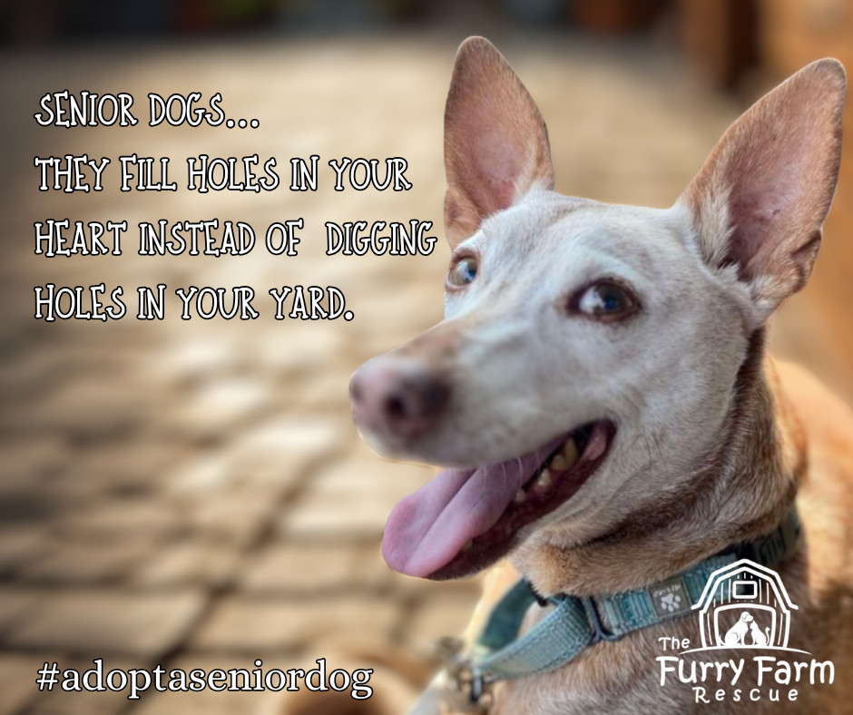 Rocky Road, an adoptable Terrier, Miniature Pinscher in Rathdrum, ID, 83858 | Photo Image 3