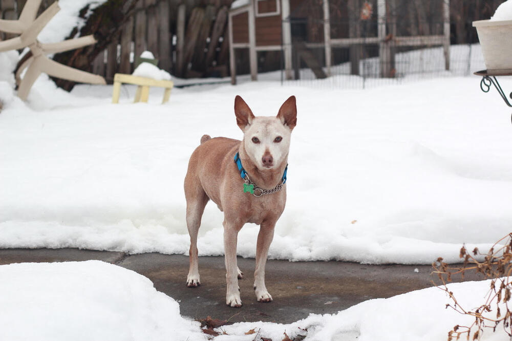 Rocky Road, an adoptable Terrier in Rathdrum, ID, 83858 | Photo Image 4