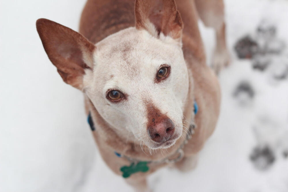 Rocky Road, an adoptable Terrier in Rathdrum, ID, 83858 | Photo Image 5