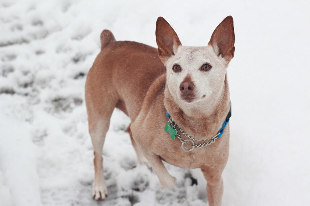 Rocky Road, an adoptable Terrier in Rathdrum, ID, 83858 | Photo Image 6