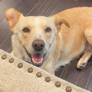 Photo of Waffles