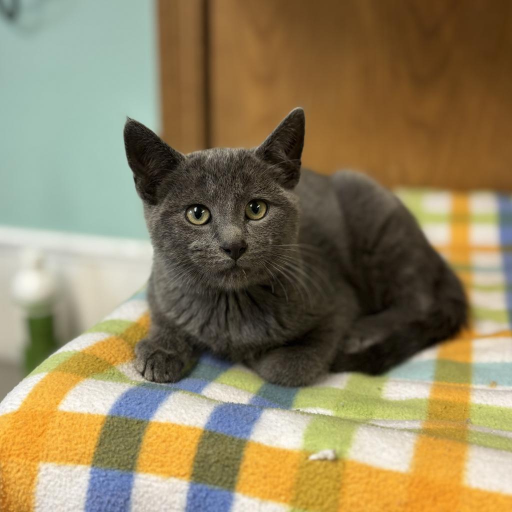 Booker--In Foster, an adoptable Domestic Short Hair in Fargo, ND, 58102 | Photo Image 1