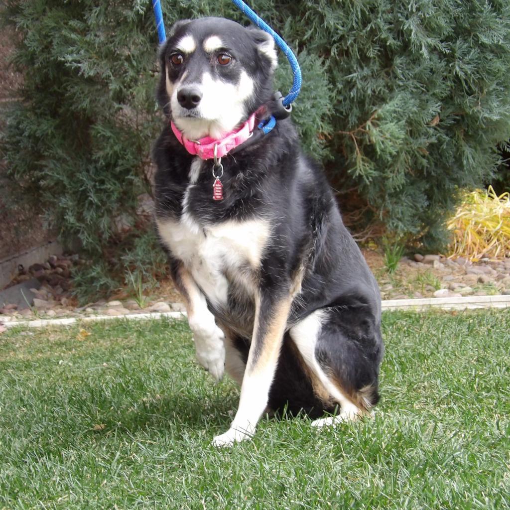 Jade, an adoptable Mixed Breed in Great Falls, MT, 59404 | Photo Image 1