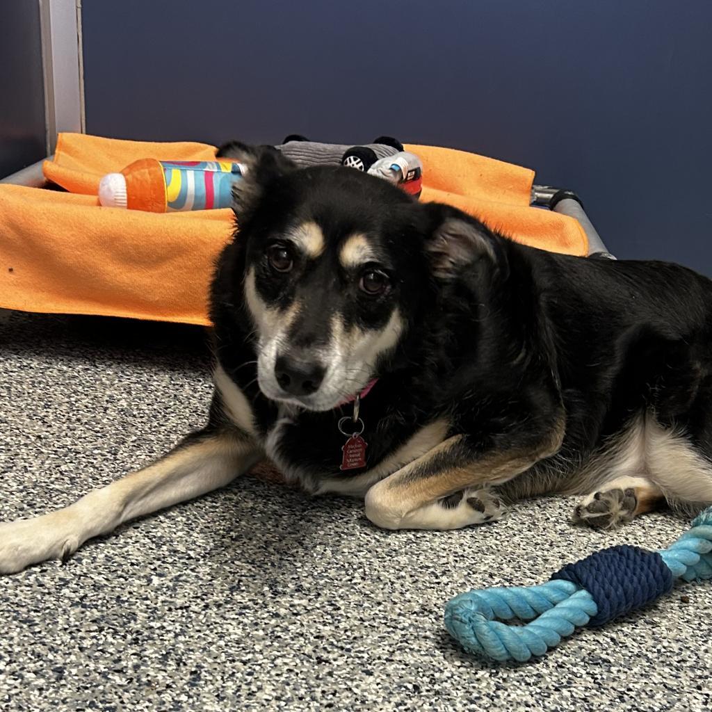 Jade, an adoptable Mixed Breed in Great Falls, MT, 59404 | Photo Image 2