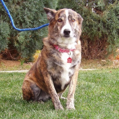 Hershey, an adoptable Mixed Breed in Great Falls, MT, 59404 | Photo Image 1