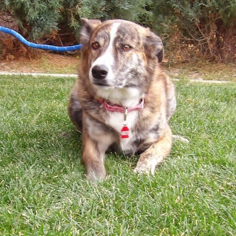 Hershey, an adoptable Mixed Breed in Great Falls, MT, 59404 | Photo Image 2