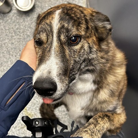 Hershey, an adoptable Mixed Breed in Great Falls, MT, 59404 | Photo Image 3