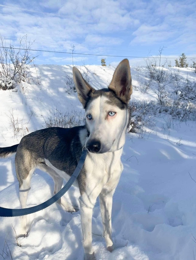 Zara, an adoptable Husky in Yellowknife, NT, X1A 2W5 | Photo Image 1