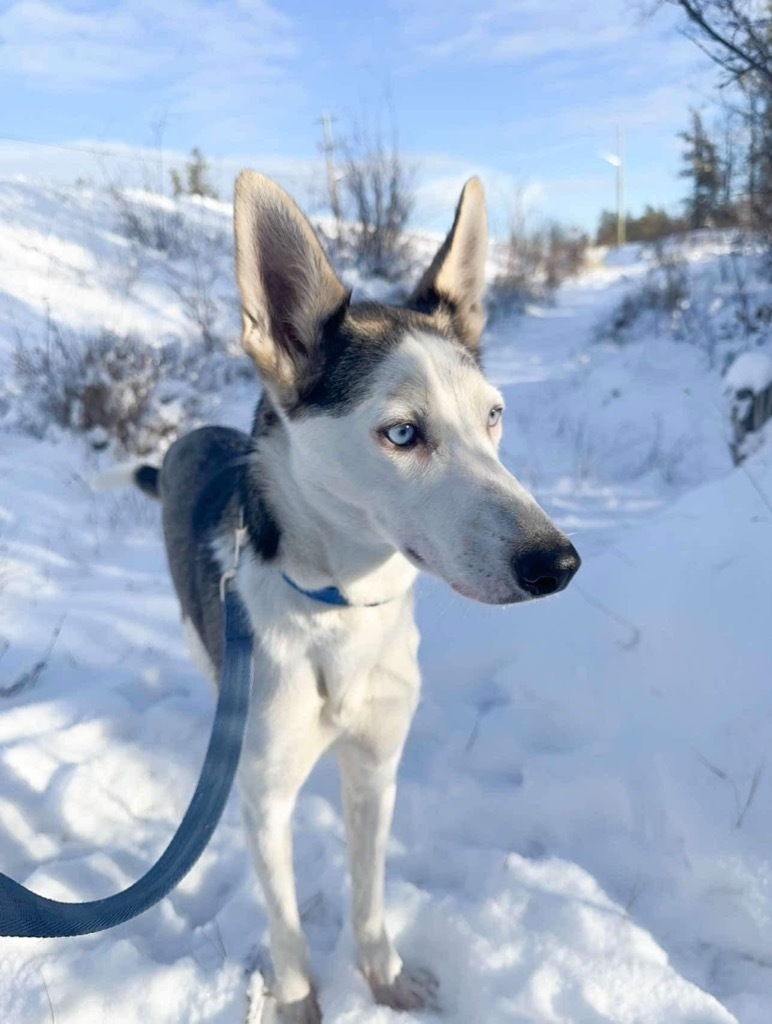 Zara, an adoptable Husky in Yellowknife, NT, X1A 2W5 | Photo Image 2