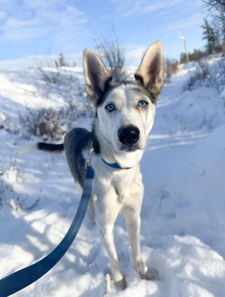 Zara, an adoptable Husky in Yellowknife, NT, X1A 2W5 | Photo Image 3