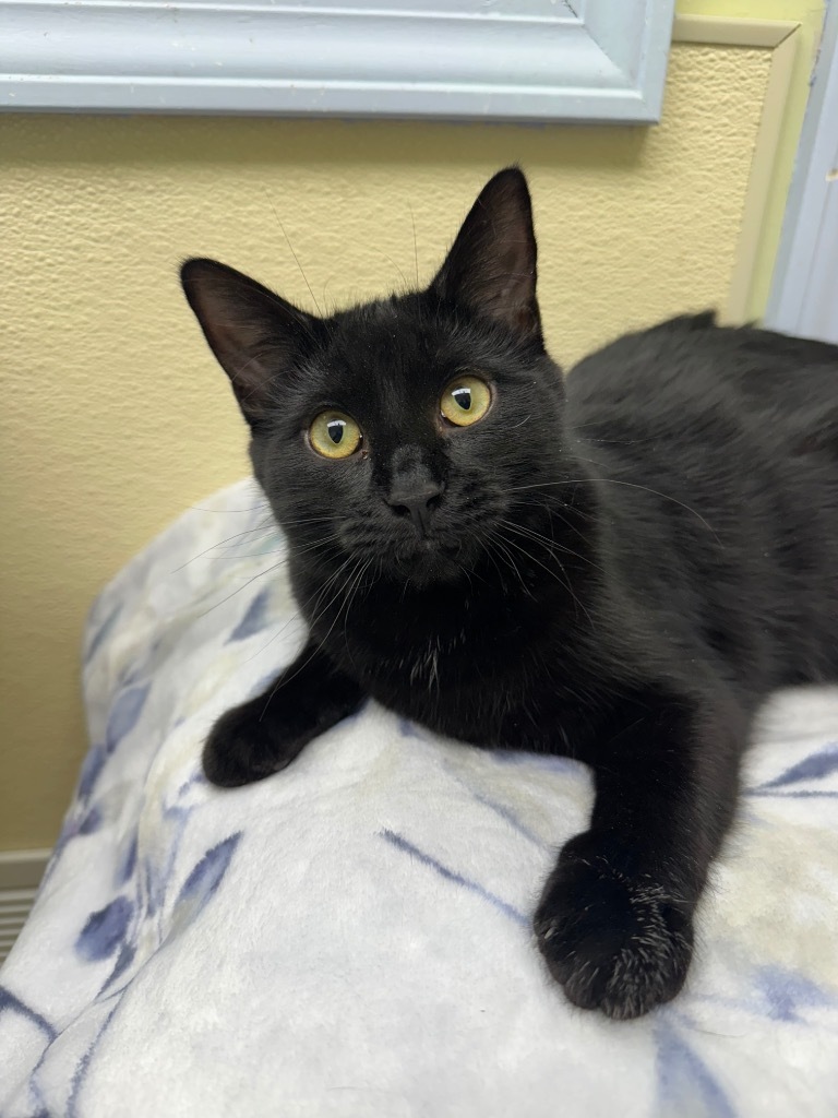 Salem