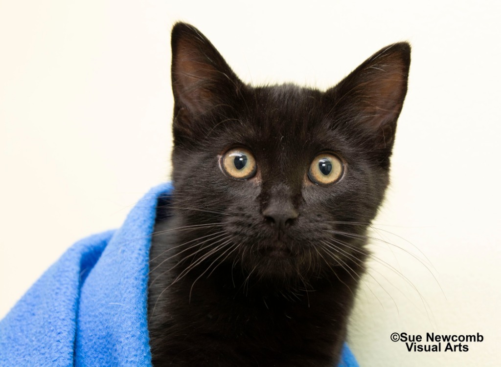 Salem