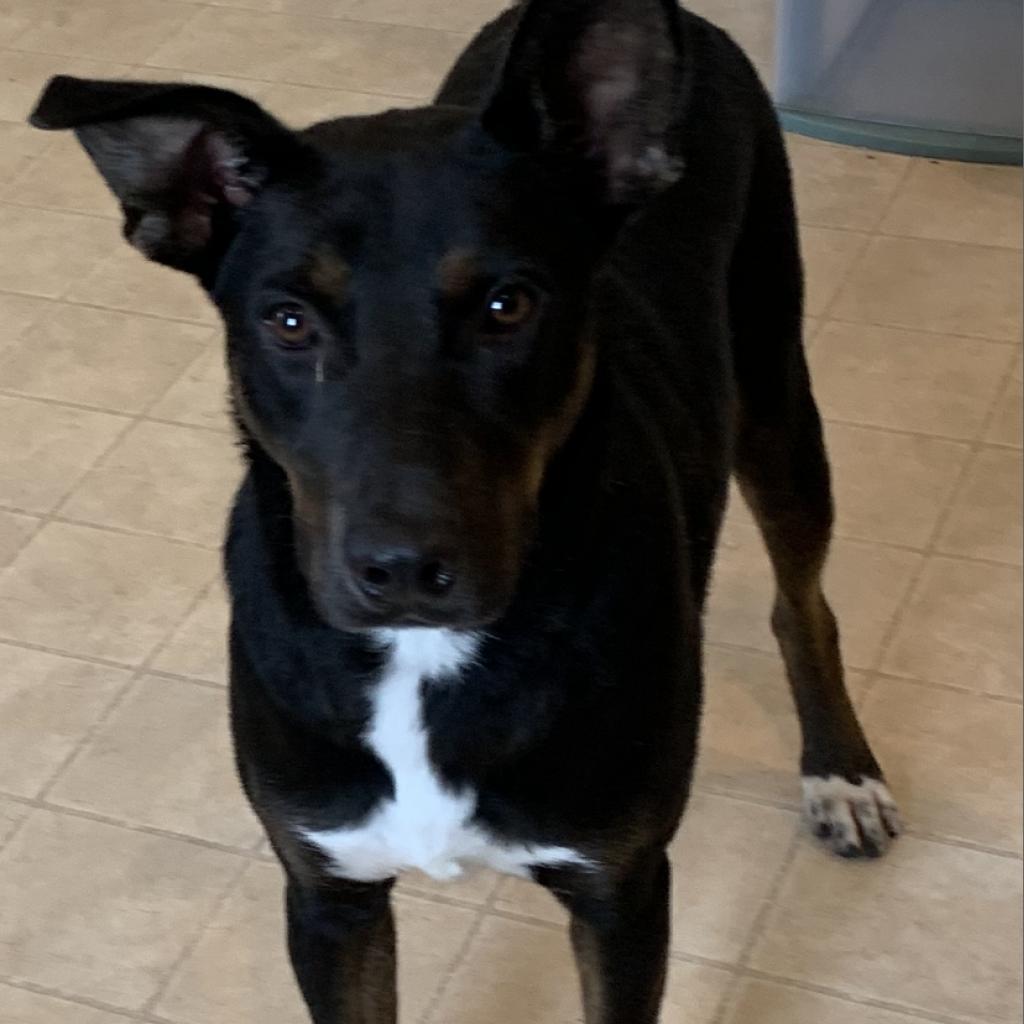 Aero, an adoptable German Shepherd Dog, Feist in Hohenwald, TN, 38462 | Photo Image 1