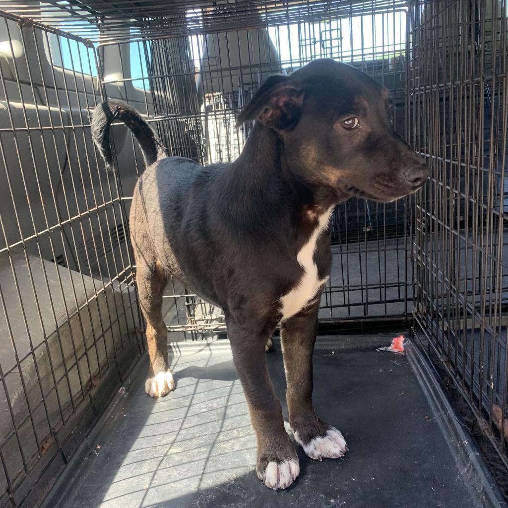 Aero, an adoptable German Shepherd Dog, Feist in Hohenwald, TN, 38462 | Photo Image 2