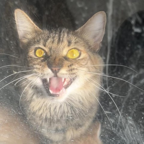 Bette (24-3I-Mom), an adoptable Domestic Medium Hair in Rifle, CO, 81650 | Photo Image 1