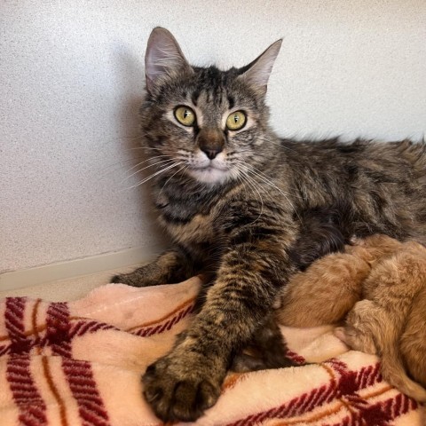 Bette (24-3I-Mom), an adoptable Domestic Medium Hair in Rifle, CO, 81650 | Photo Image 2