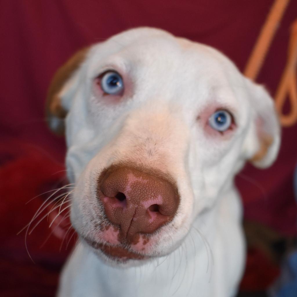 Diego, an adoptable Pit Bull Terrier, Cattle Dog in Rifle, CO, 81650 | Photo Image 1