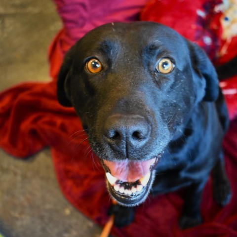 Jelly Bean, an adoptable Labrador Retriever in Rifle, CO, 81650 | Photo Image 1