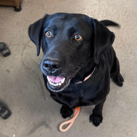 Jelly Bean, an adoptable Labrador Retriever in Rifle, CO, 81650 | Photo Image 2