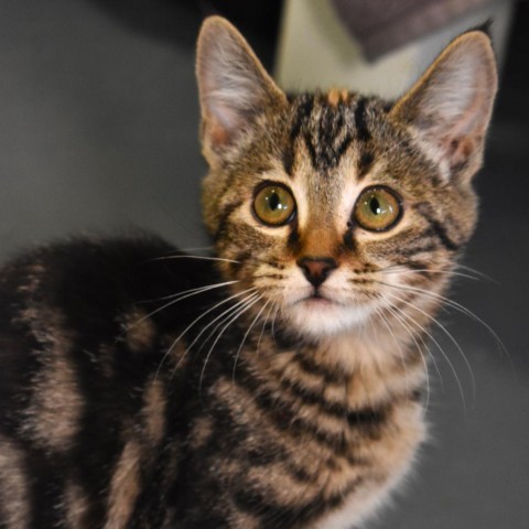 Tiger shark(24-3j-1), an adoptable Domestic Short Hair in Rifle, CO, 81650 | Photo Image 1