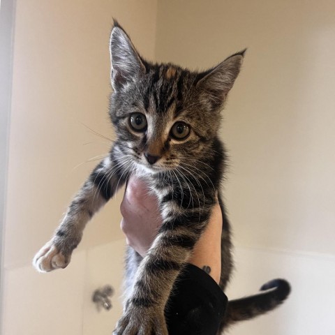 Tiger shark(24-3j-1), an adoptable Domestic Short Hair in Rifle, CO, 81650 | Photo Image 2